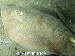 Stingray. Night Dive at Shaw's Cove. by Austin Rice 